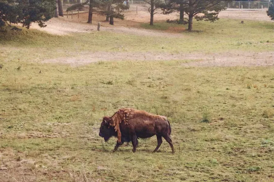 Un seul buffle erre dans l'enclos à bisons du Golden Gate Park. San Francisco, Californie.